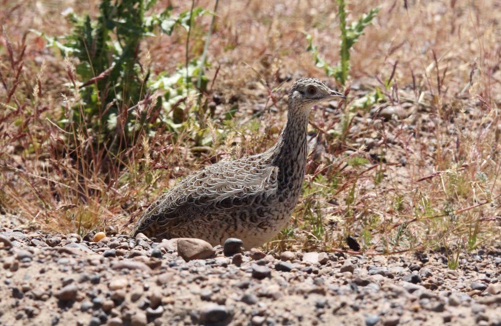Nothura darwinii