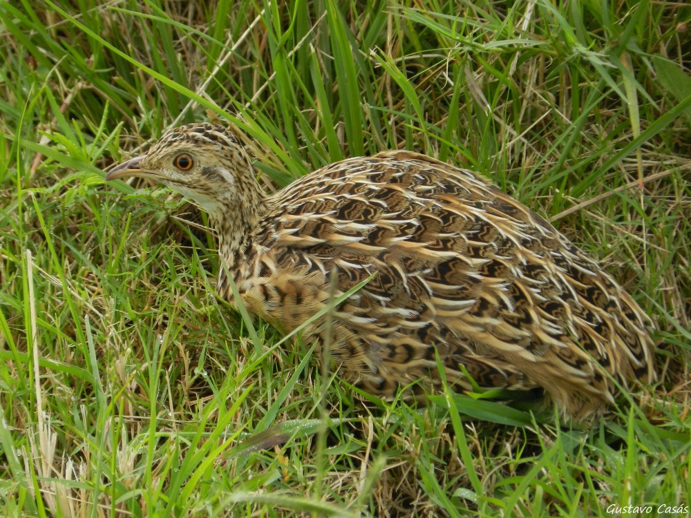 Nothura chacoensis