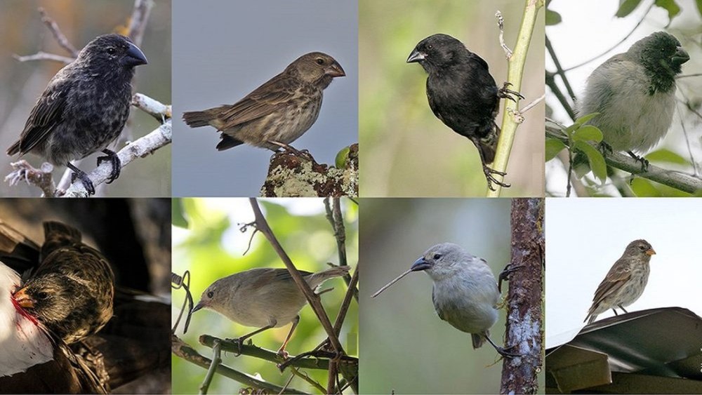 Darwin Finches