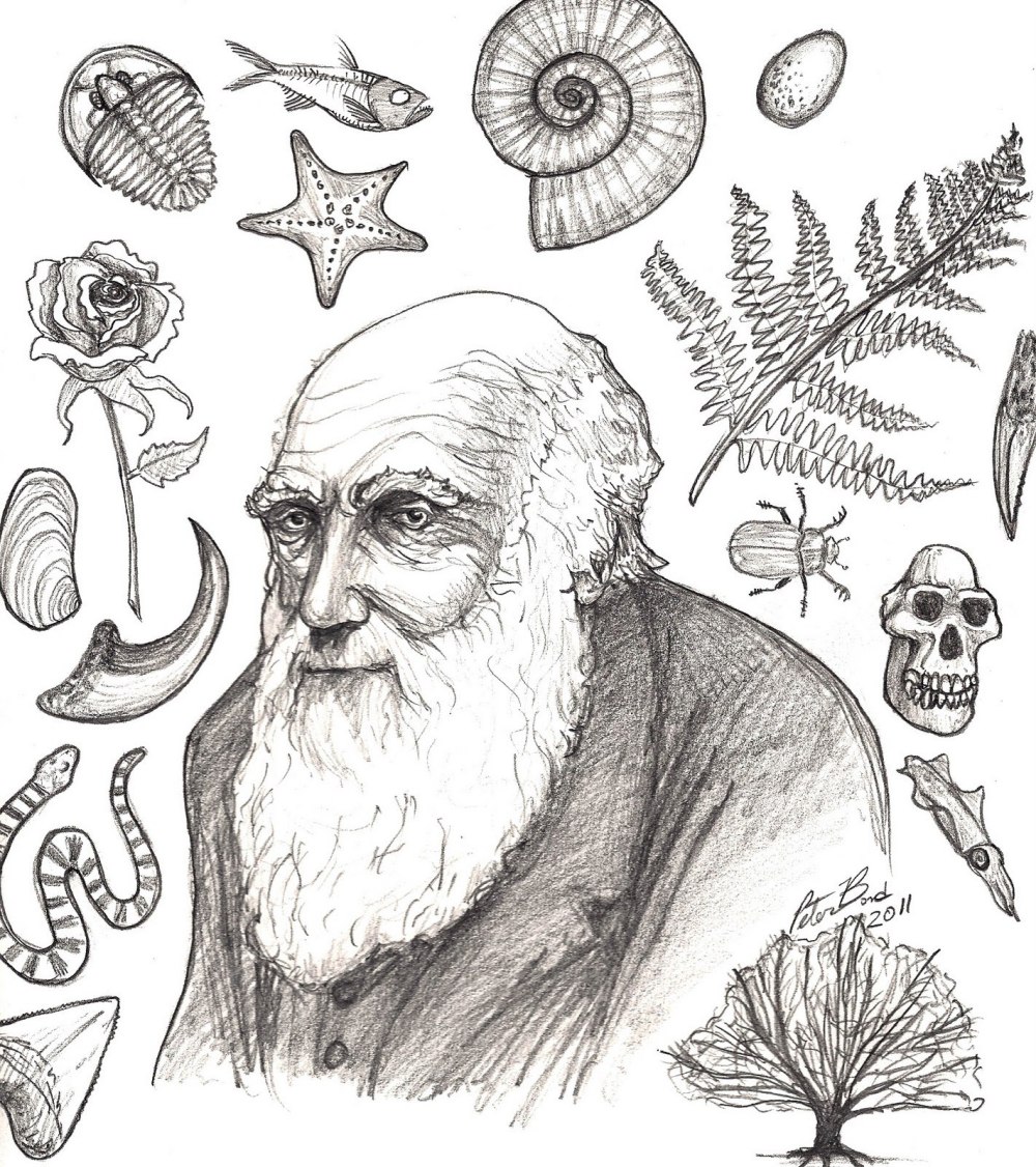 Рисунок Чарлз Чарльз Дарвин