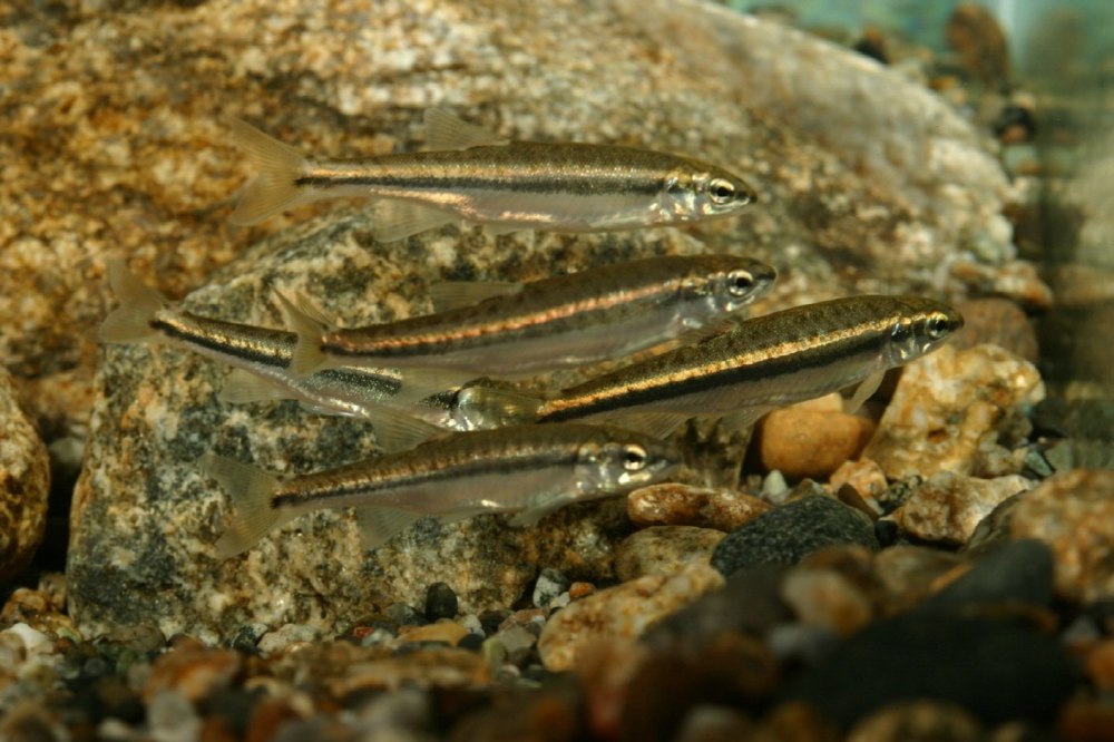 Гольяны Phoxinus Phoxinus