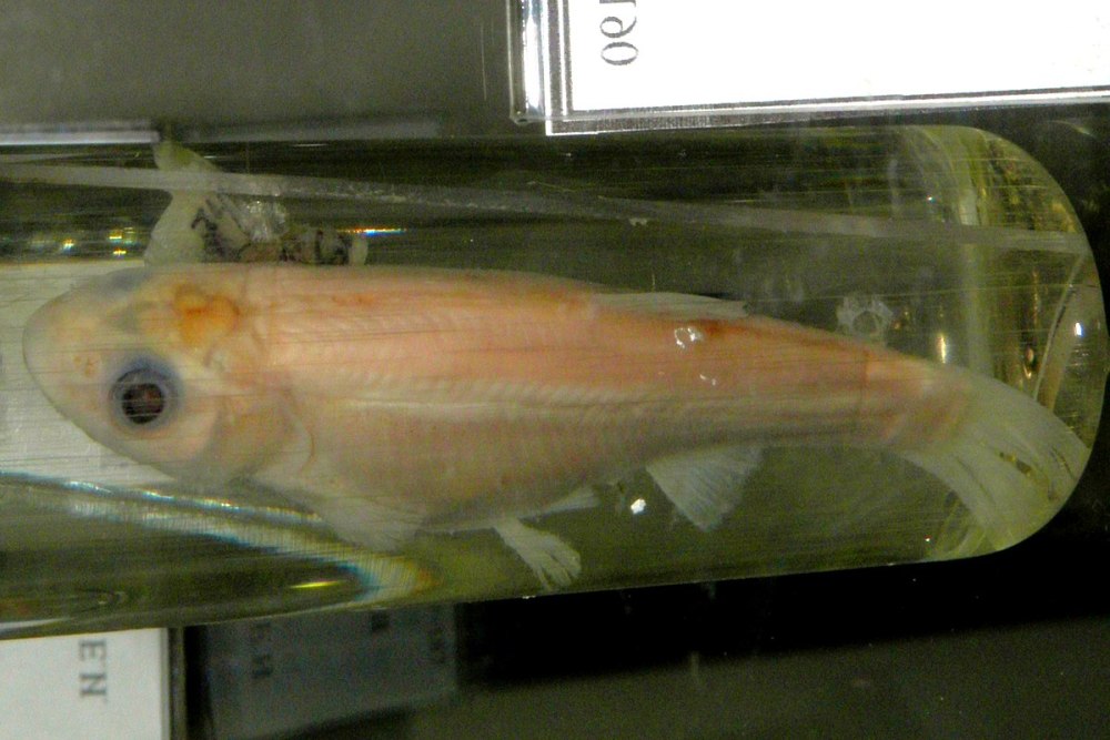 Phoxinus czekanowskii