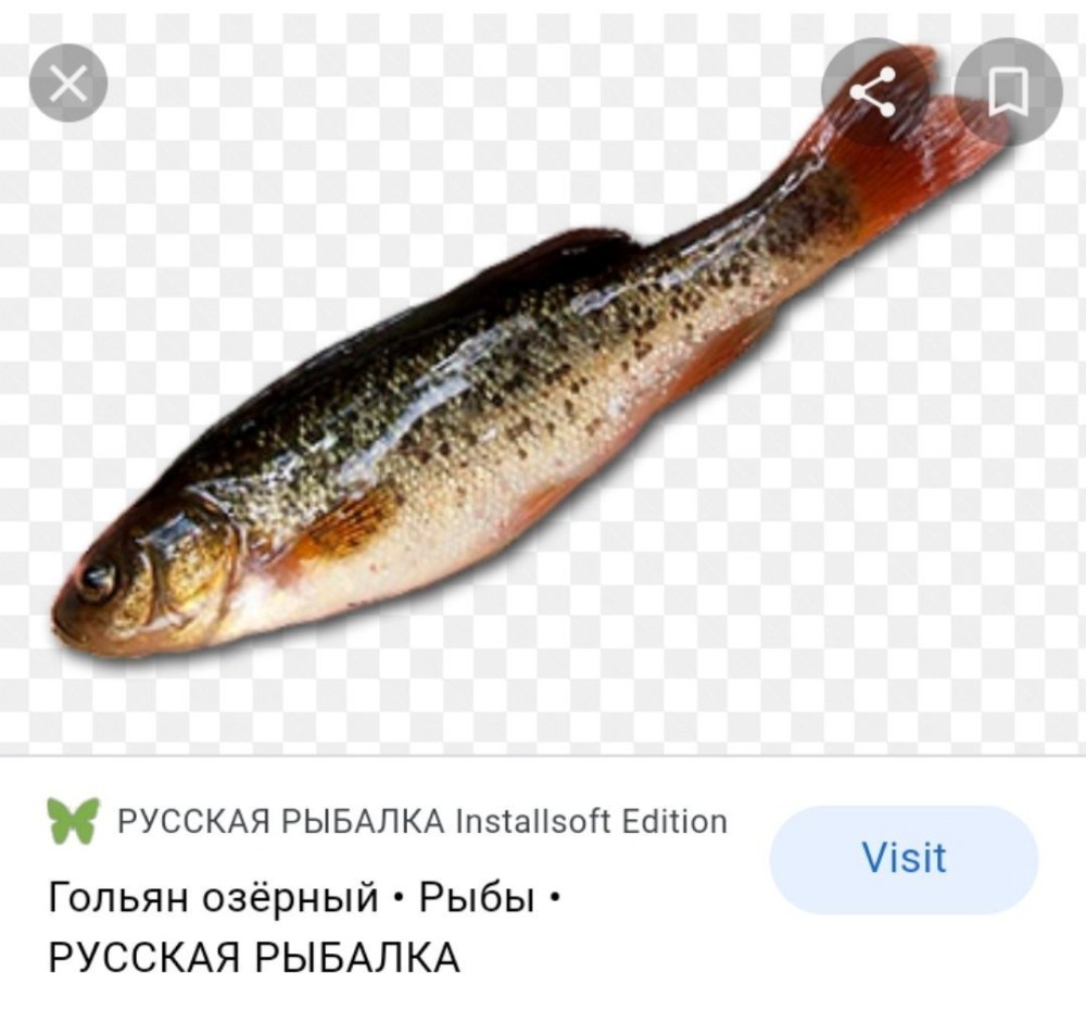 Рыба гольян Озерный