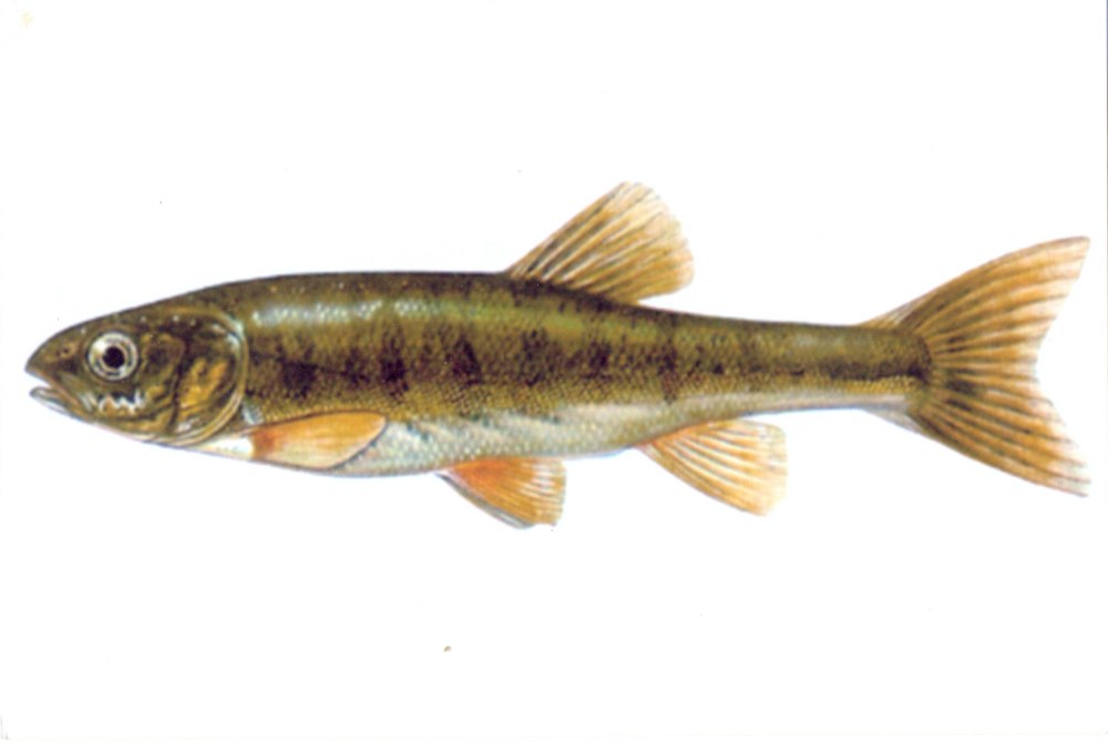 Речной гольян (Phoxinus Phoxinus)