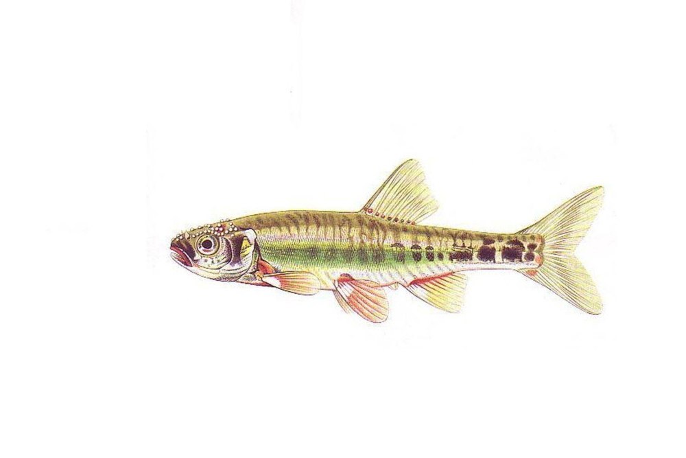 Речной гольян (Phoxinus Phoxinus)