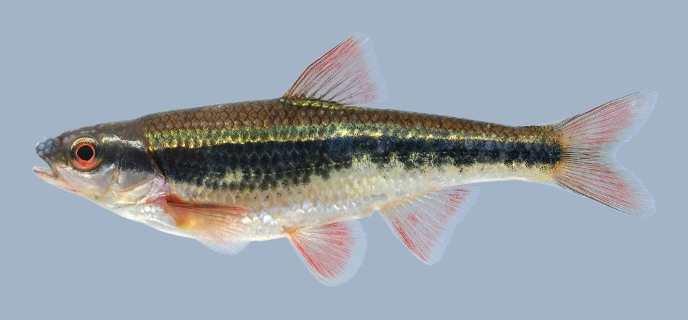Обыкновенный фингал (Luxilus cornutus)