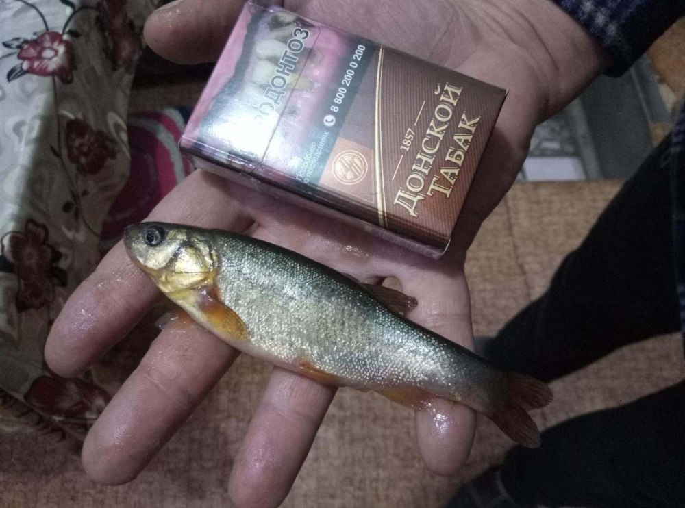 Большой гольян