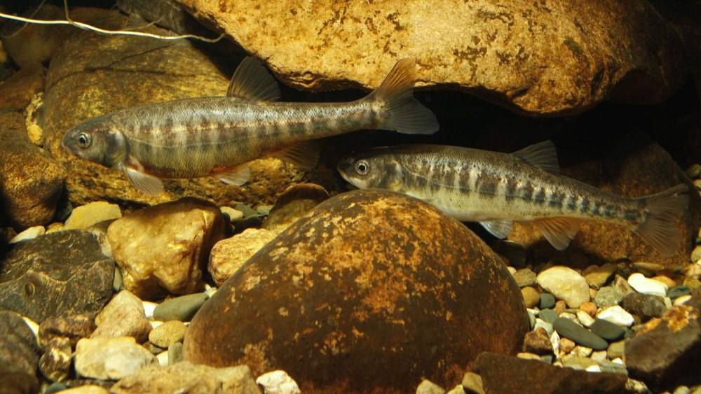 Речной гольян (Phoxinus Phoxinus)