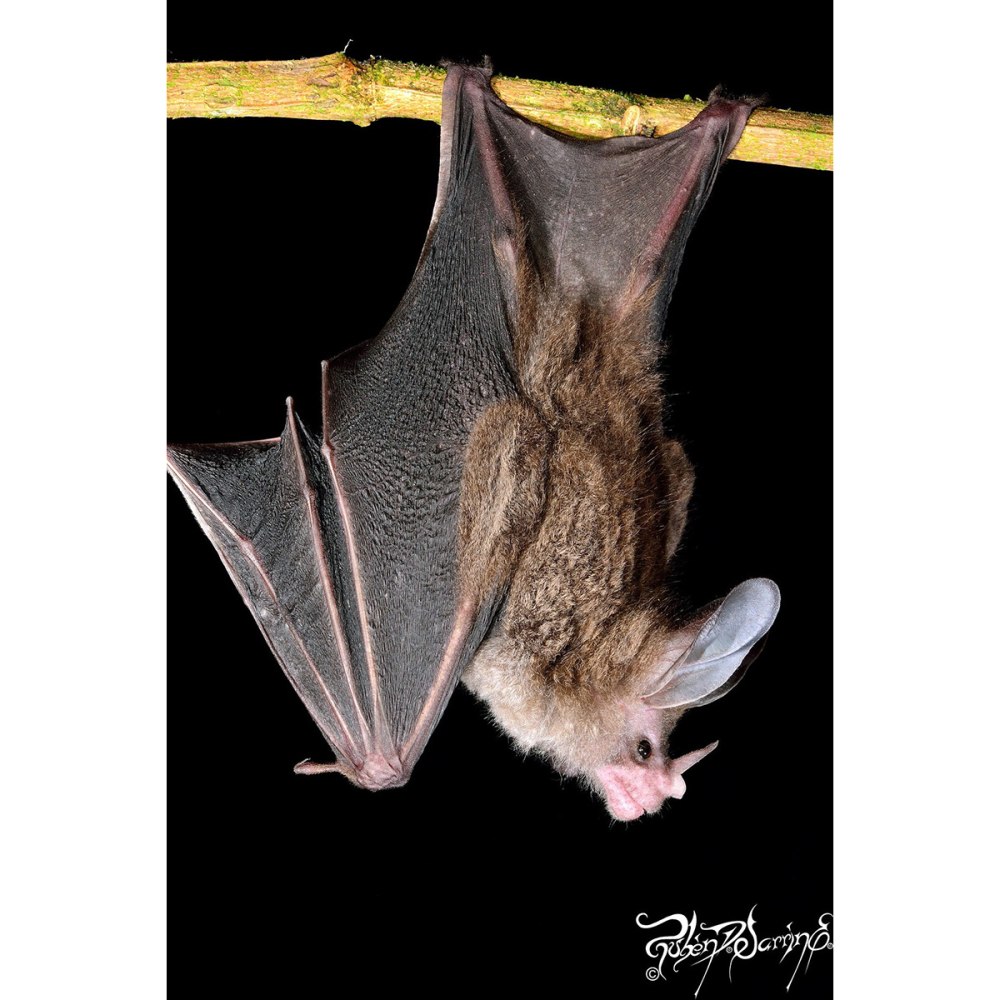 Chrotopterus auritus