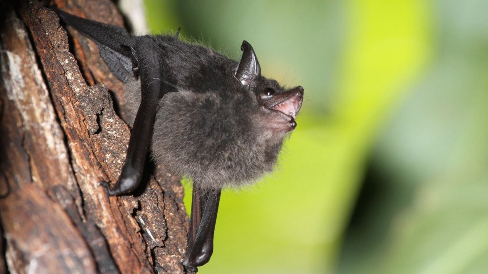 Bats are also