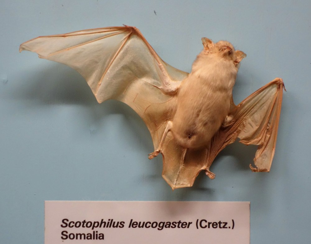 Scotophilus Borbonicus