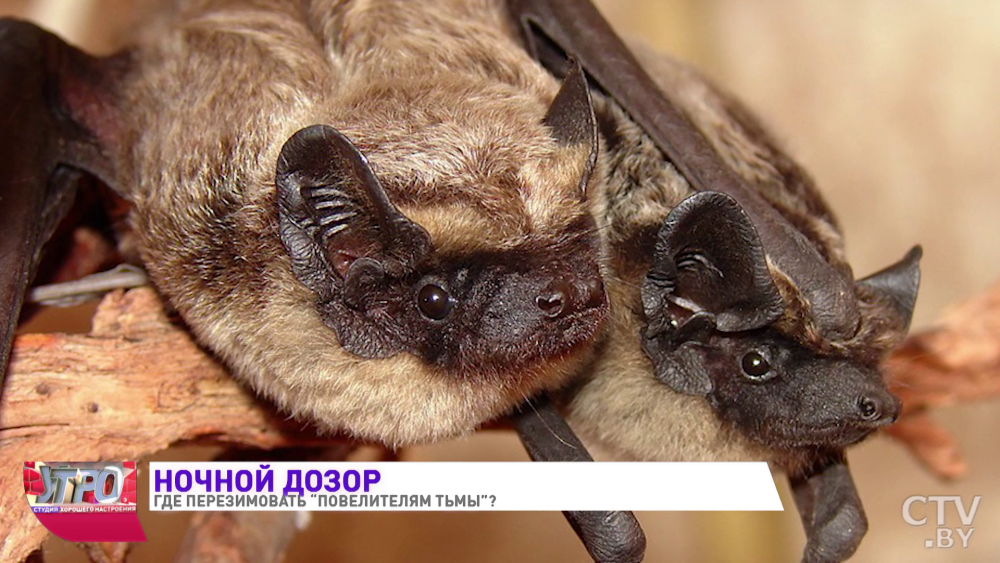 Кожан двухцветный (Vespertilio murinus)