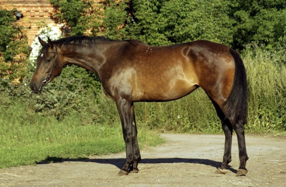 Украинская верховая лошадь