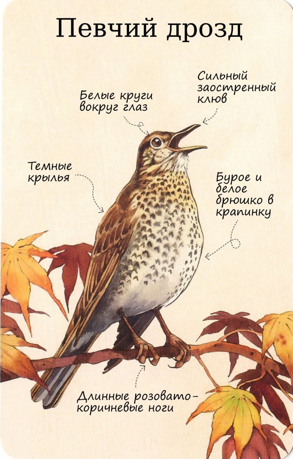 Вес певчий Дрозд