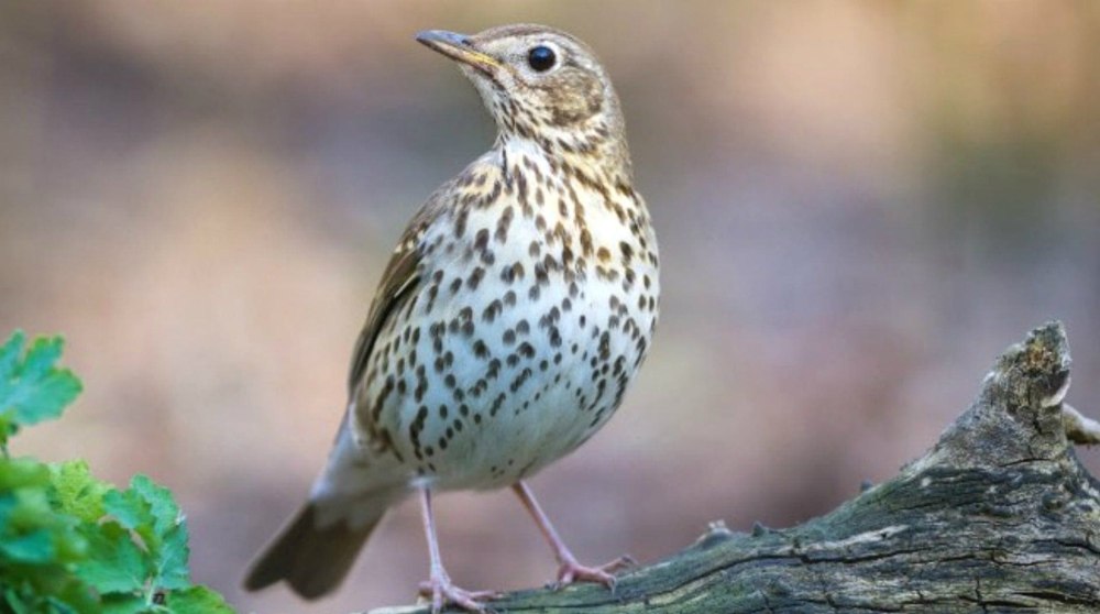 Дрозд - Thrush