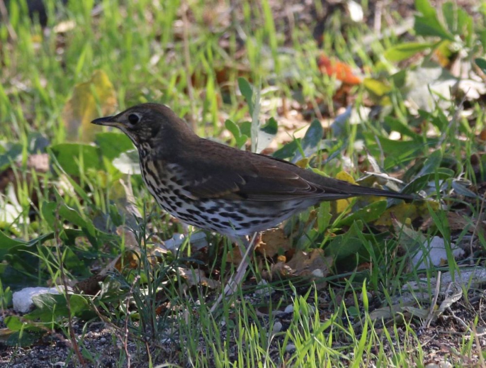 Певчий Дрозд (turdus philomelos)
