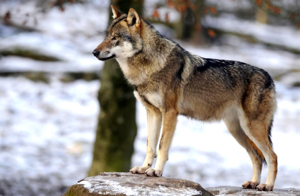 Canis Lupus Campestris