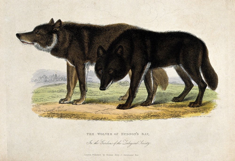 Canis Lupus hudsonicus
