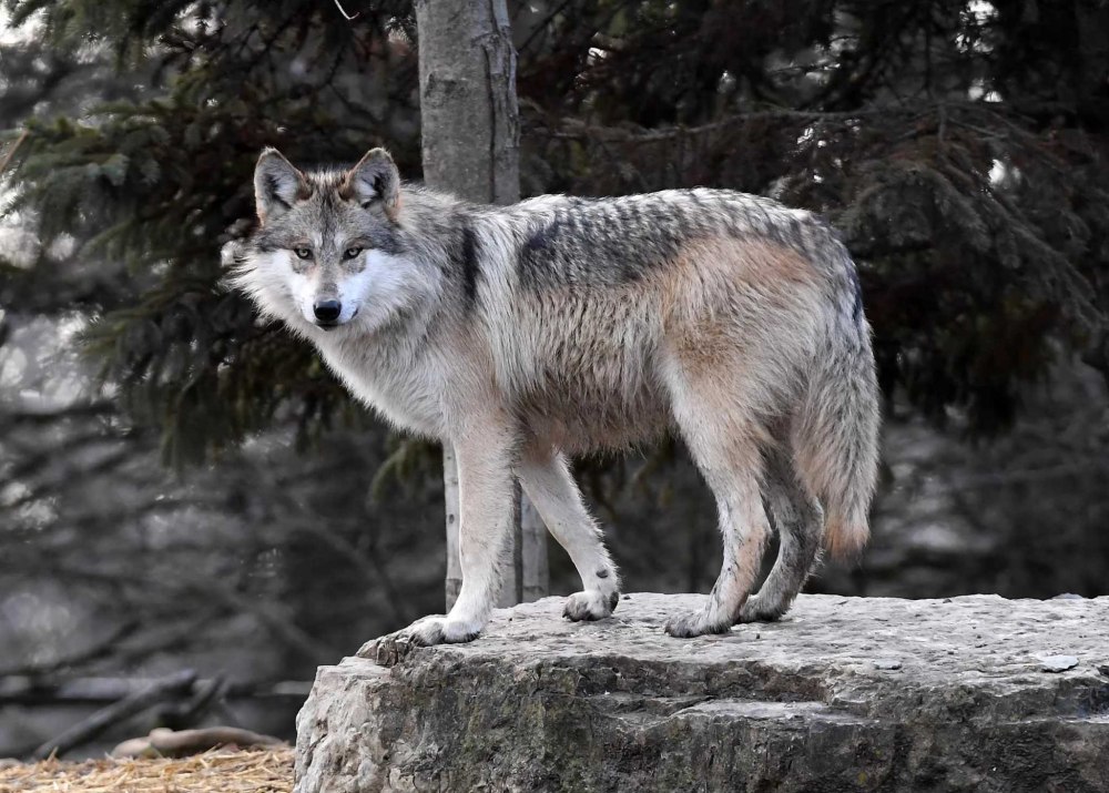 Кенайский волк canis Lupus alces