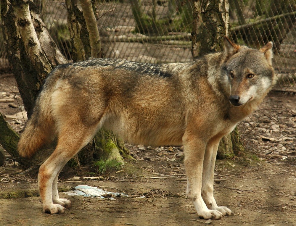 Кенайский волк canis Lupus alces