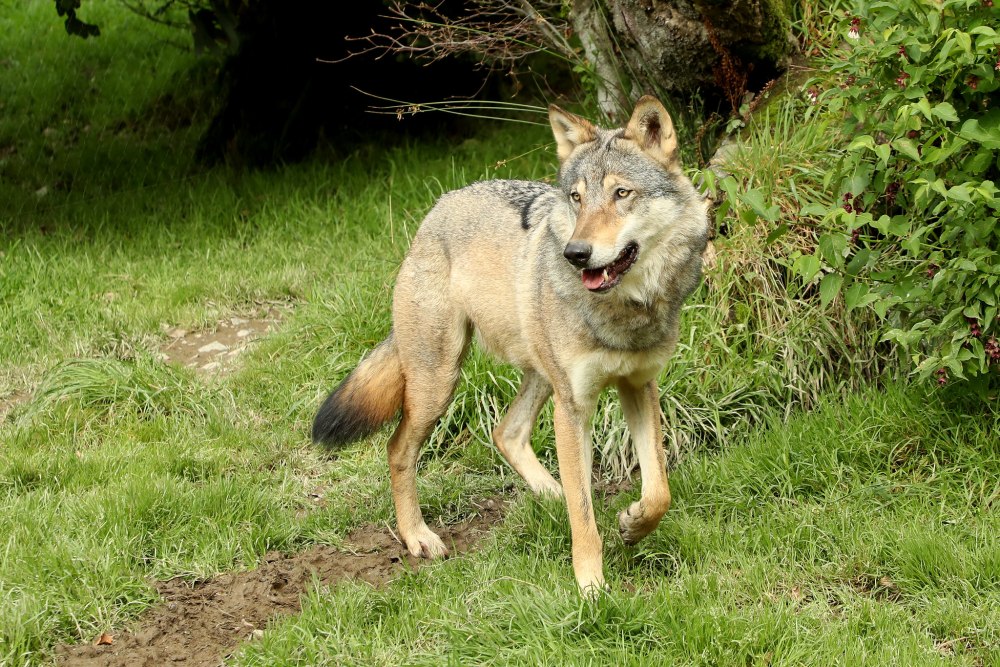 Волк - canis Lupus l.
