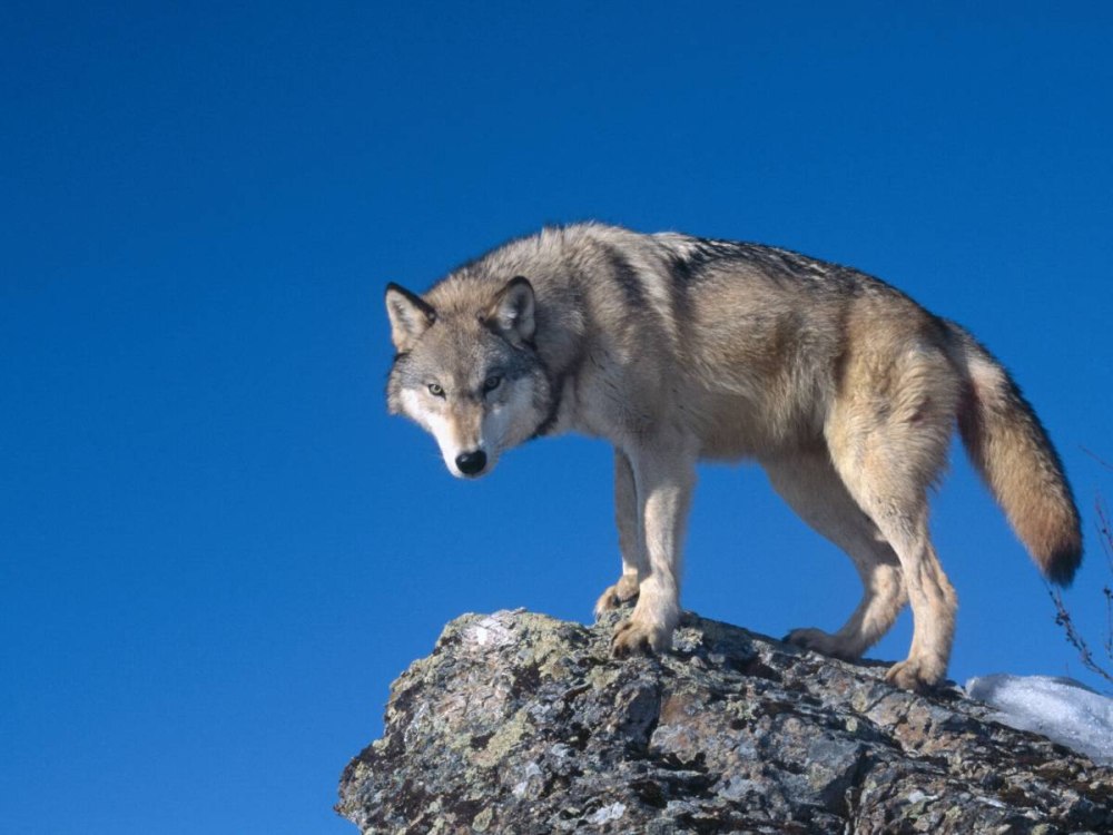 Волк canis Lupus морда
