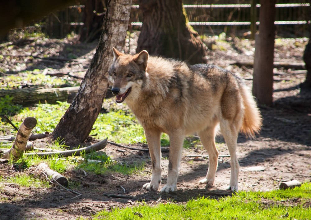 Canis Lupus (Wolf)