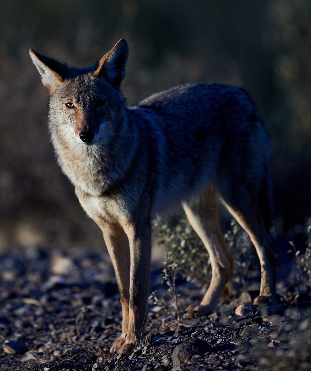 Canis Latrans