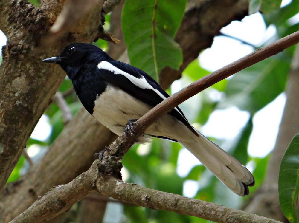 Oriental Magpie-Robin