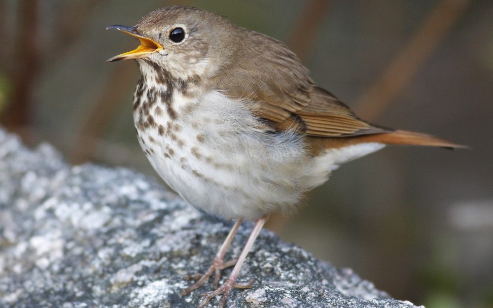 Thrush picture