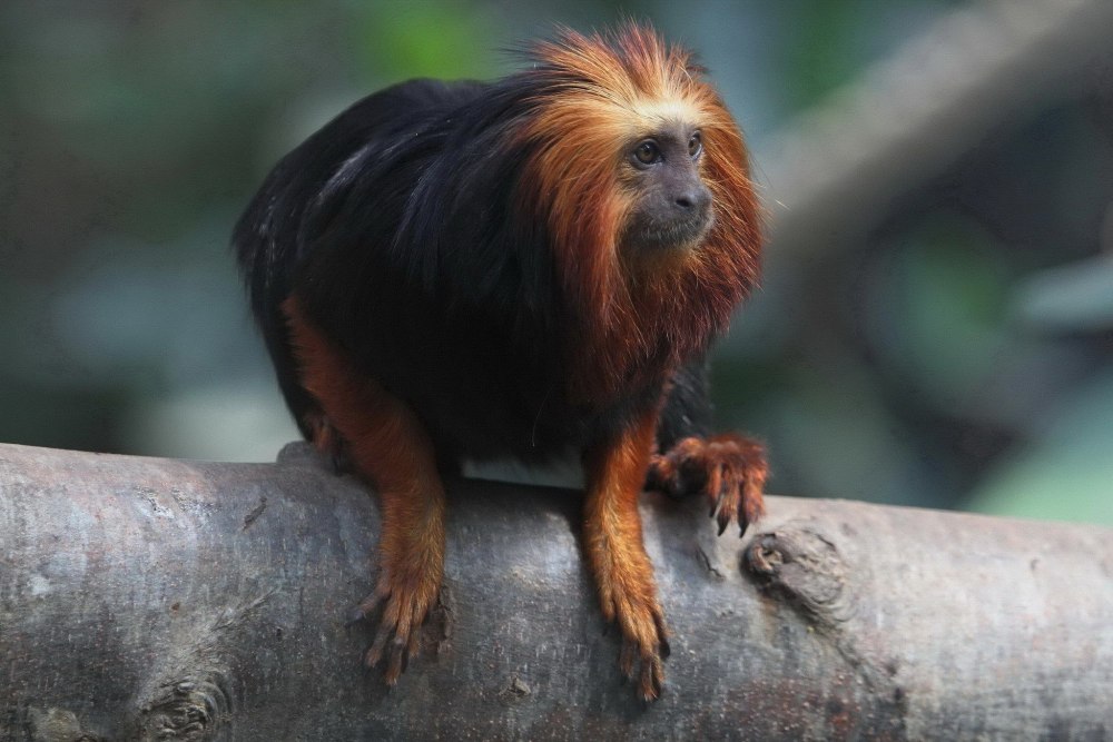 Leontopithecus Chrysomelas