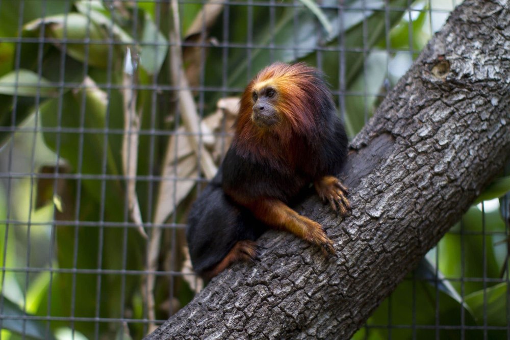 Golden-headed Lion Tamarin