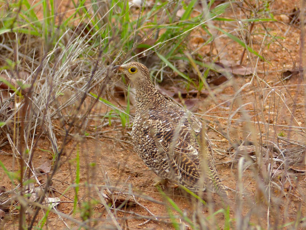 Double Banded Sandgrouse