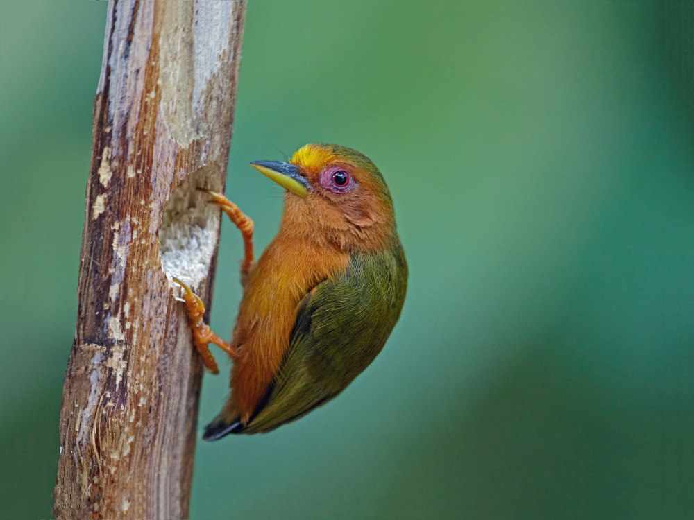 Rufous Piculet