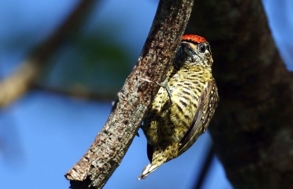 Picumnus temminckii