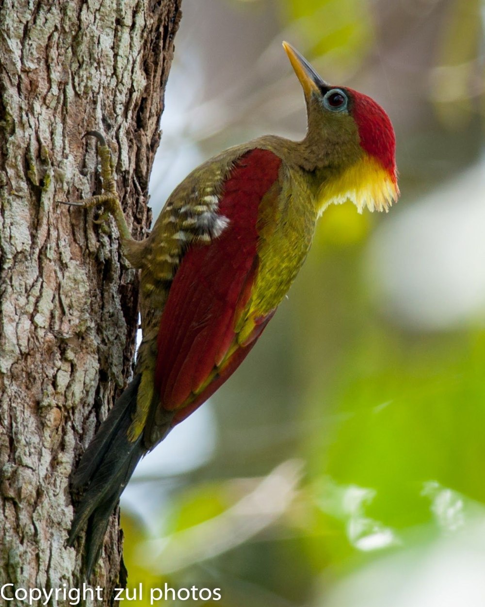 Picus puniceus