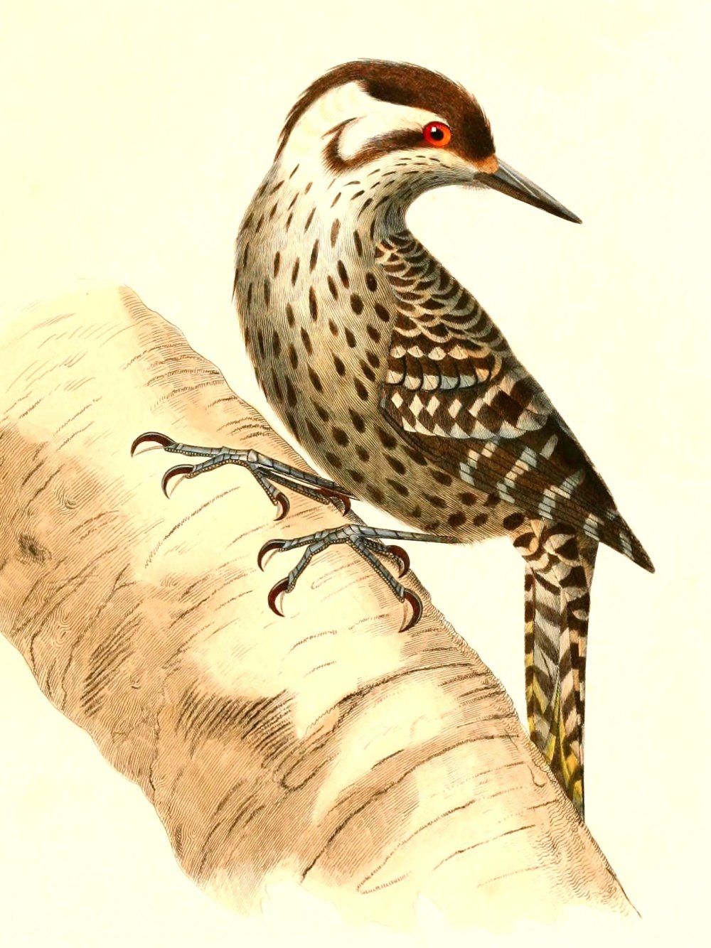Veniliornis lignarius