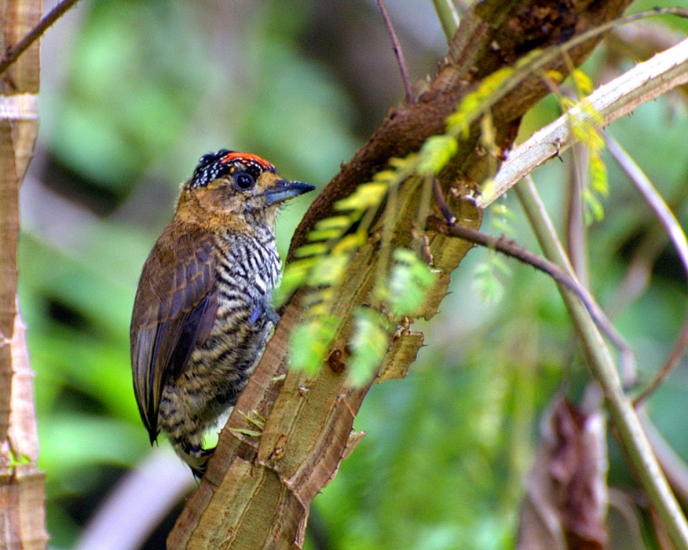 Picumnus lafresnayi