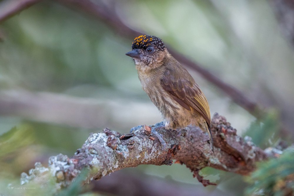 Picumnus olivaceus