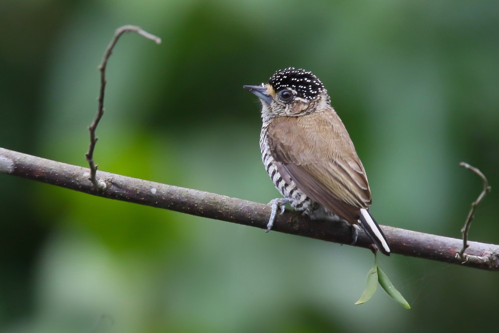 Picumnus rufiventris