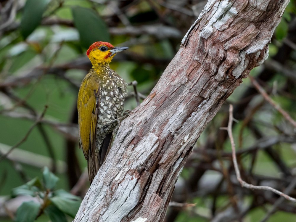 Piculus leucolaemus