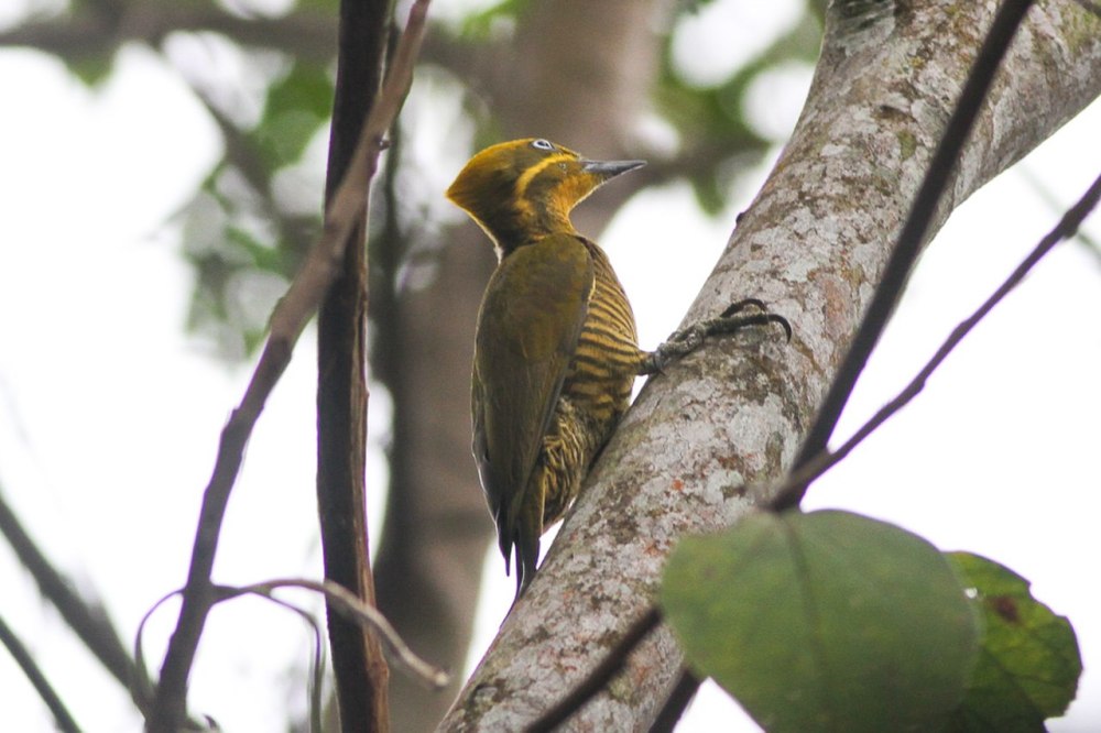 Piculus chrysochloros