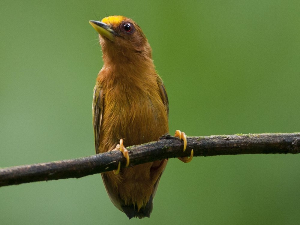 Rufous Piculet