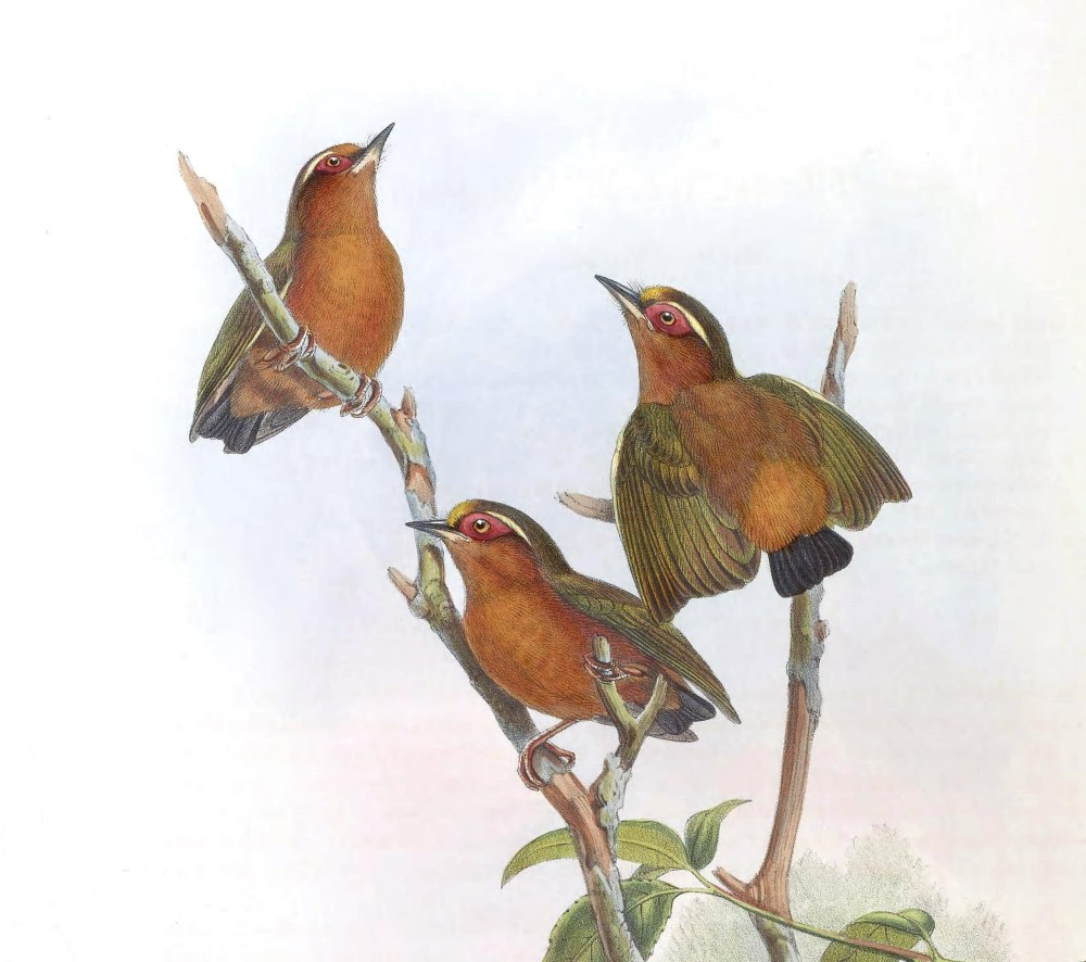 Rufous Piculet