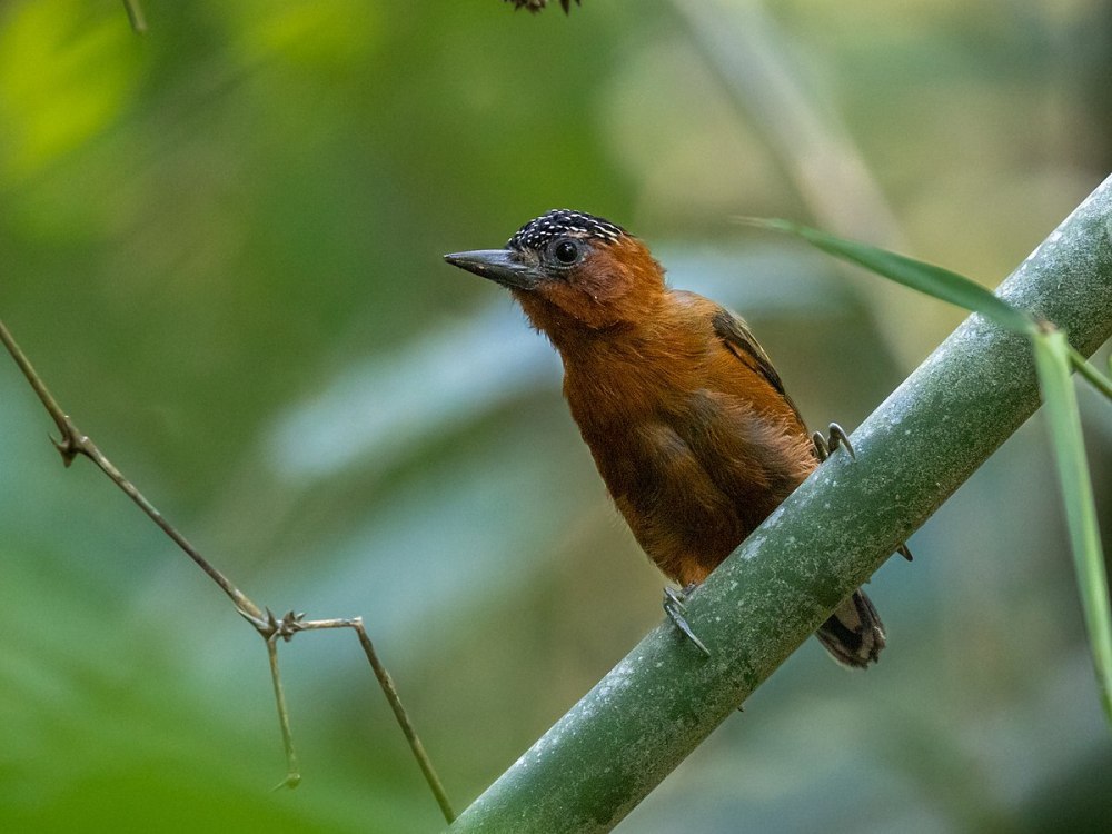 Rufous Piculet