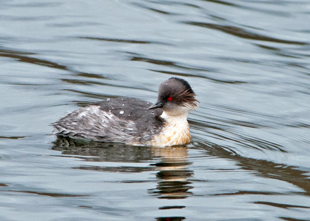 Podiceps occipitalis
