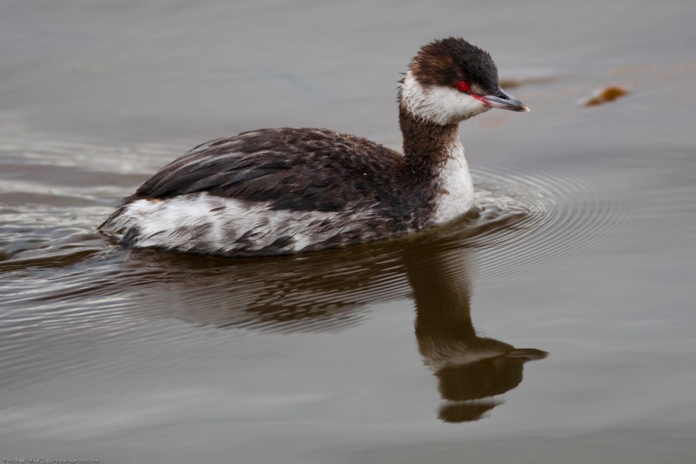 Horned Grebe