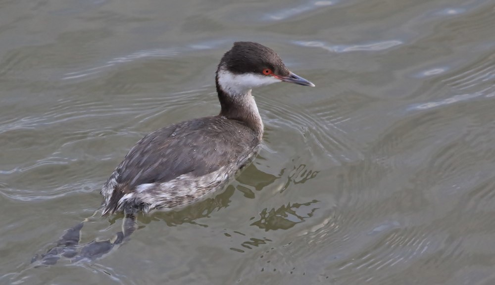 Podiceps auritus Eclipse