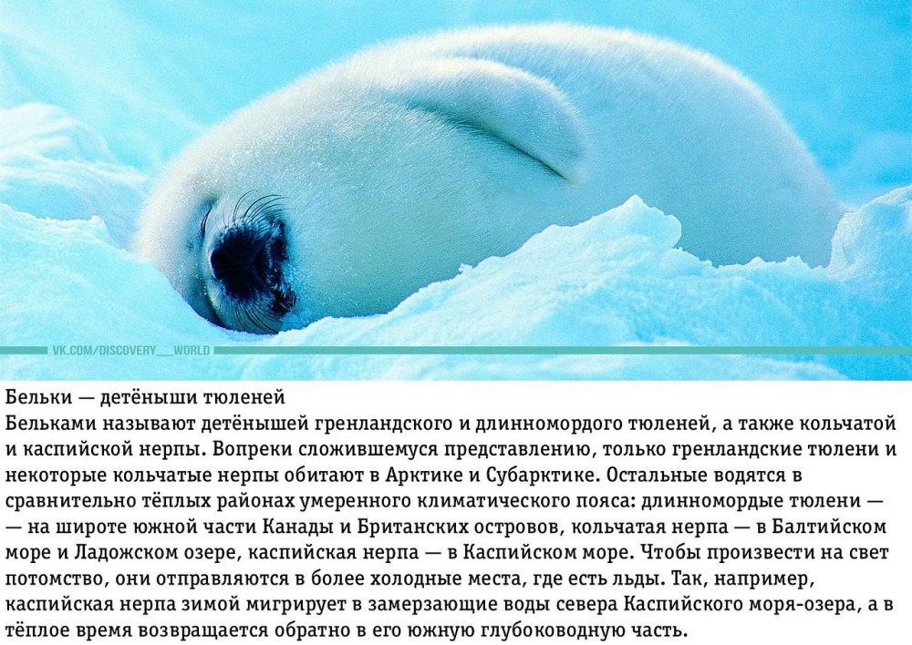 Интересные факты о тюленях