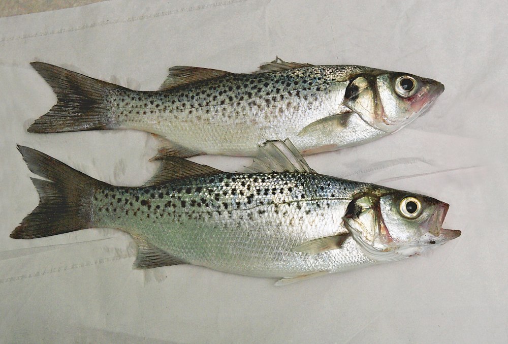Dicentrarchus punctatus